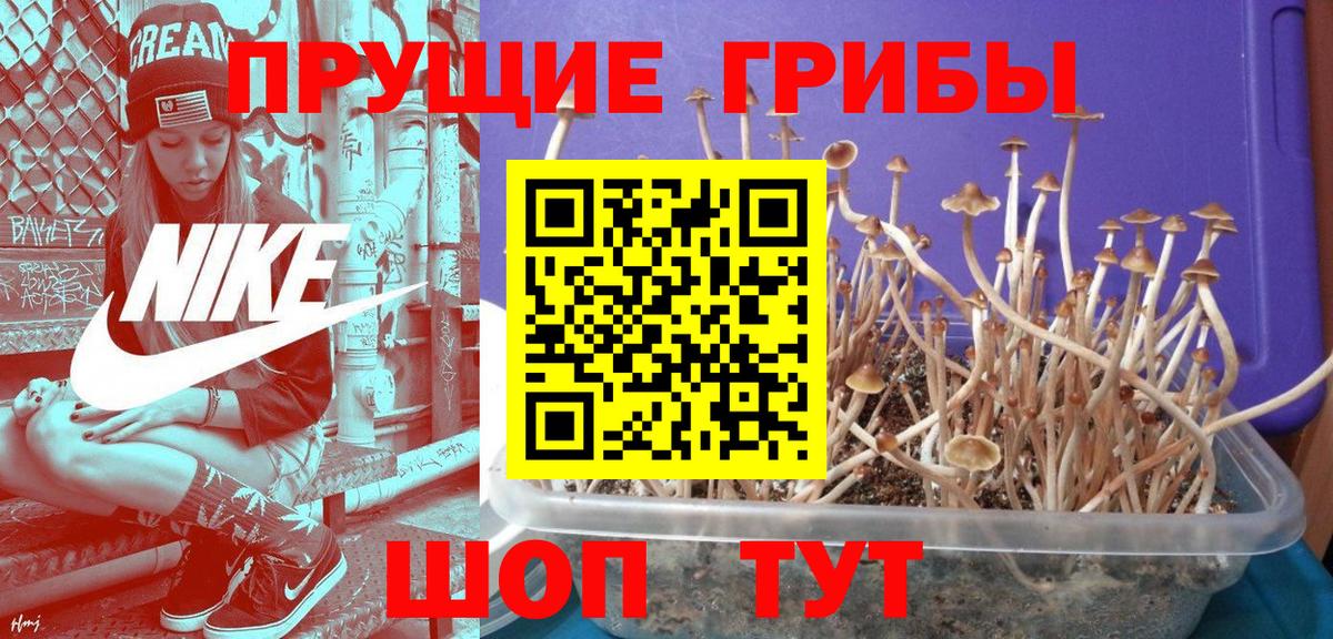 Курчалой  Псилоцибиновые грибы прущие грибы  Вход с VPN 